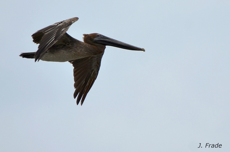 Costa Rica 2017 - Brown pelican (Pelecanus occidentalis) Dsc_3510