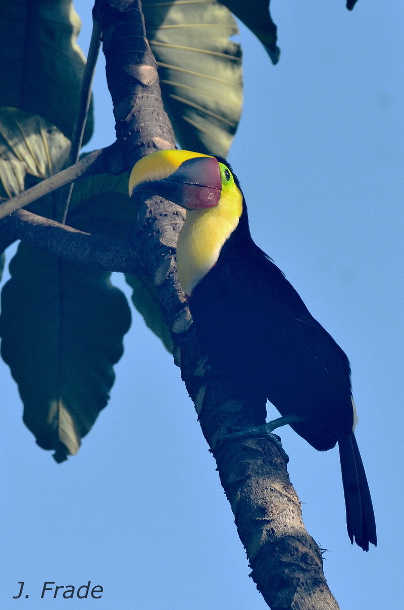 Costa Rica 2017 - Black-mandibled Toucan (Ramphastos ambiguus) Dsc_3910