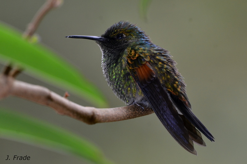 Costa Rica 2017 - Stripe-tailed hummingbird (Eupherusa eximia) Dsc_4210