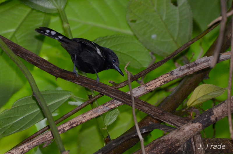 Costa Rica 2017 - Dot-winged antwren (Microrhopias quixensis) Dsc_8911