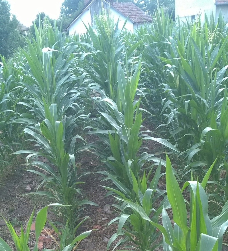 Kukorica termesztése Wp_20117