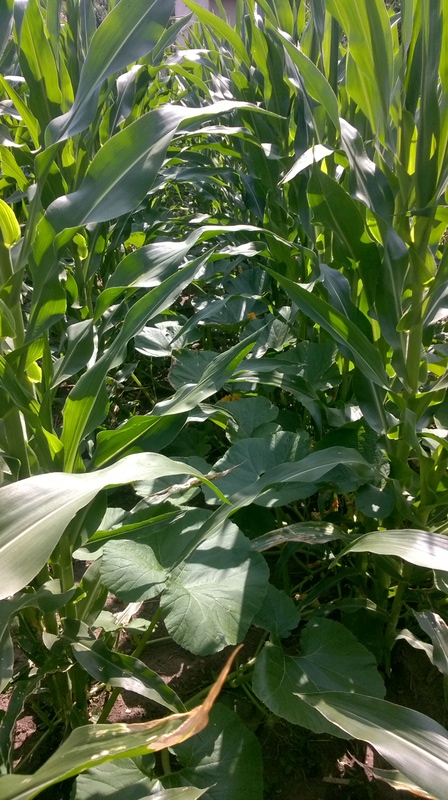 Kukorica termesztése Wp_20122