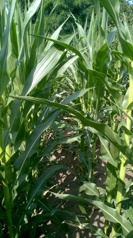 Kukorica termesztése Wp_20123
