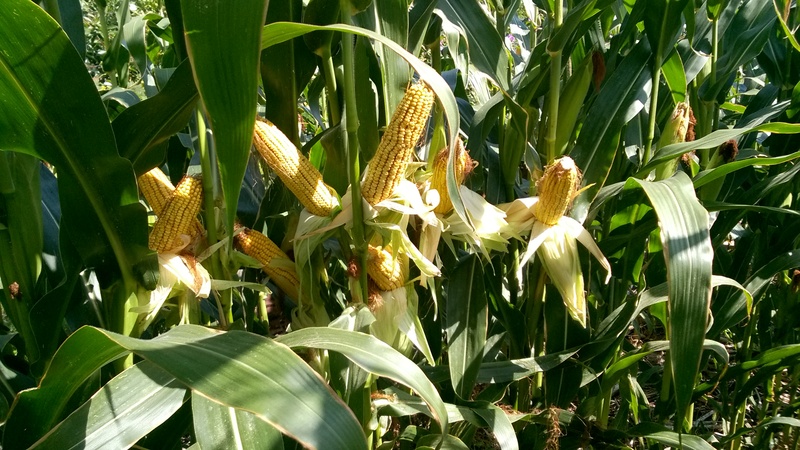 Kukorica termesztése Wp_20129