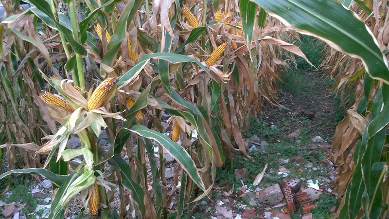 Kukorica termesztése Wp_20132