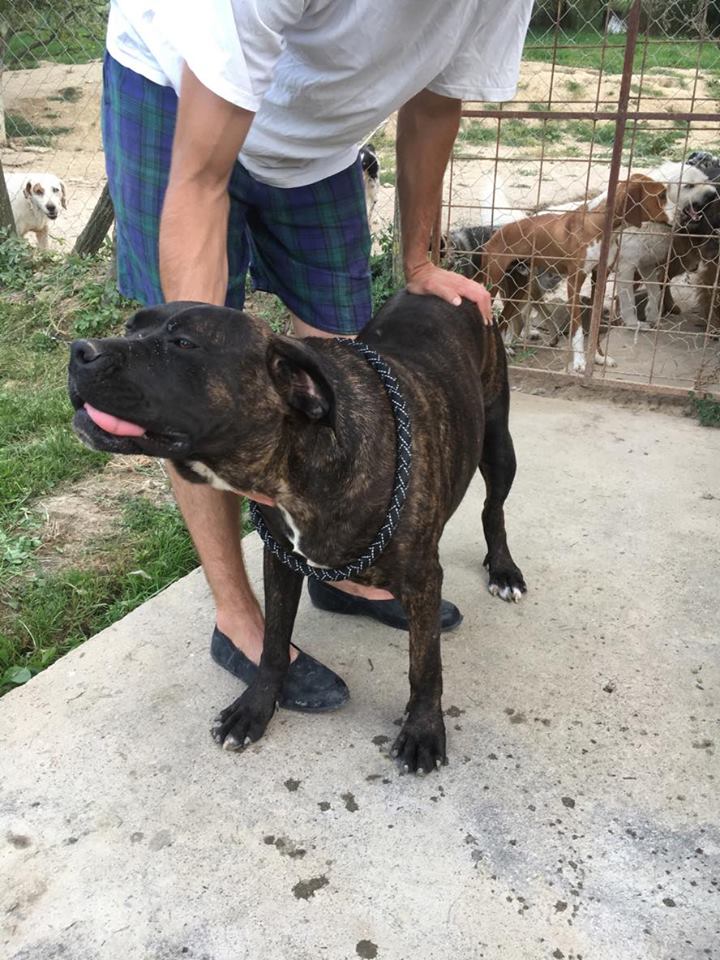 KAWAI magnifique chienne Cane Corso - BULGARIE 19551010