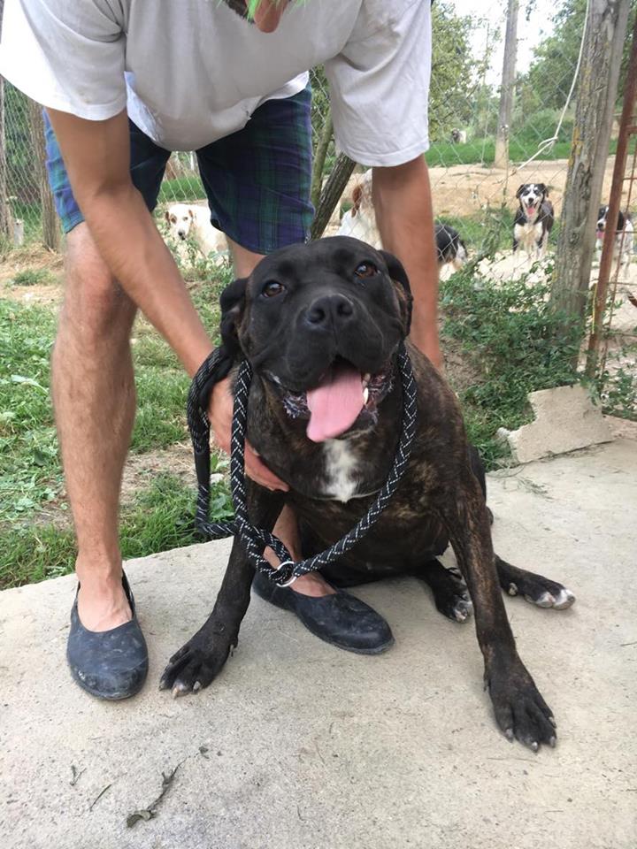 KAWAI magnifique chienne Cane Corso - BULGARIE 19576110