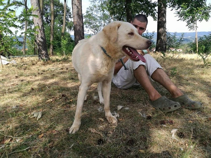 BINGO YASKO ADORABLE ET TRES SOCIABLE LABRADOR - SERBIE 20403510