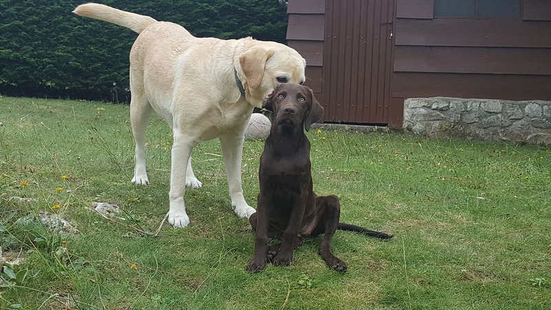 BIMBO petit bout de chocolat déguisé en labrador - BULGARIE  20690110