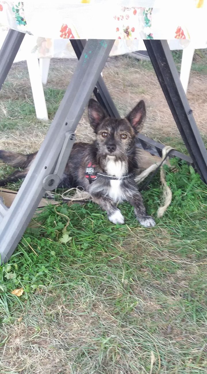 RAPTOU (ex SAPA) un petit loulou plein d'énergie en FA dans le 95 - BULGARIE 21200610