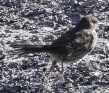 IDs várias Serra da Estrela 2017-033