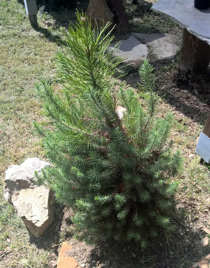 Picea glauca or Pinus Thunbergii Wp_20118