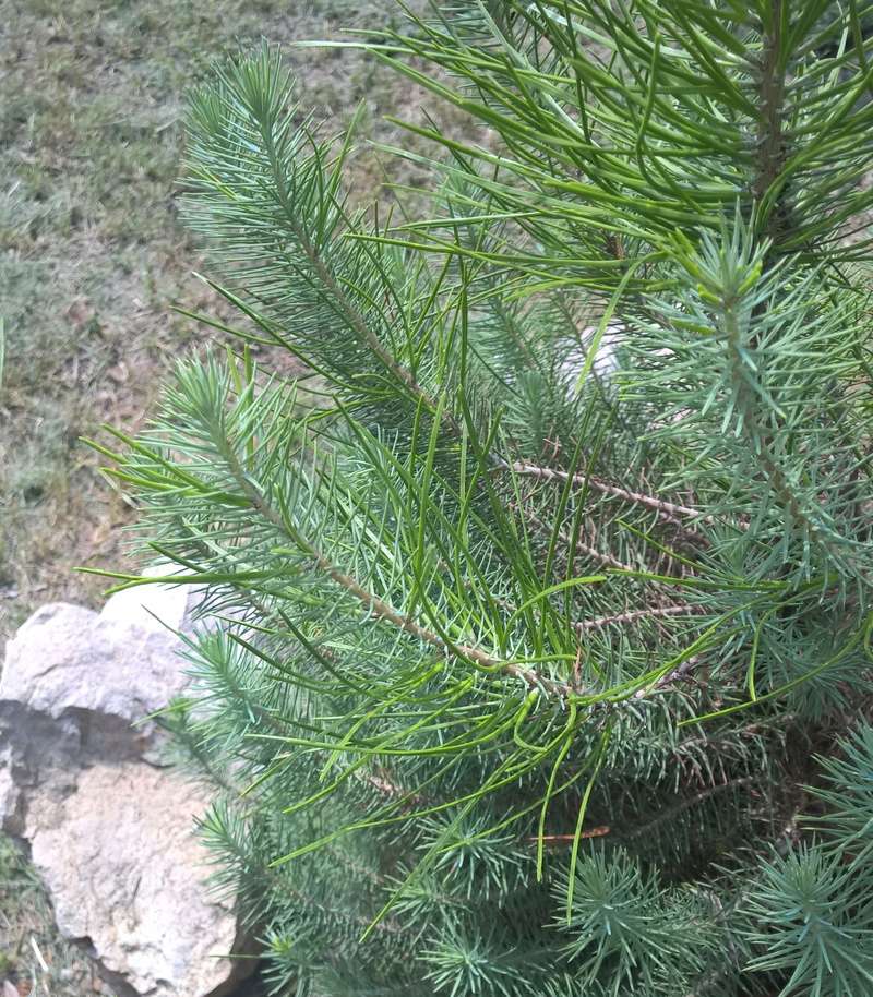 Picea glauca or Pinus Thunbergii Wp_20119