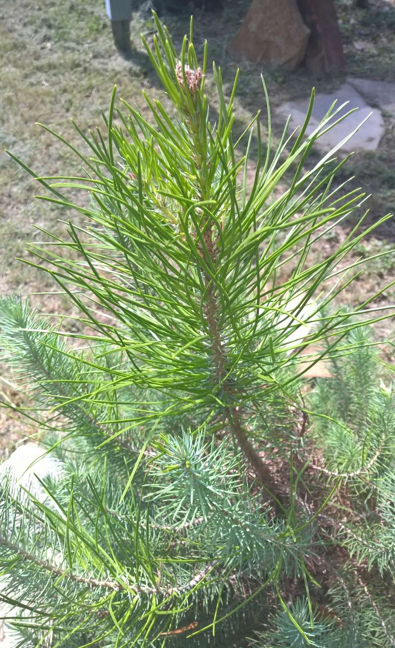 Picea glauca or Pinus Thunbergii Wp_20120