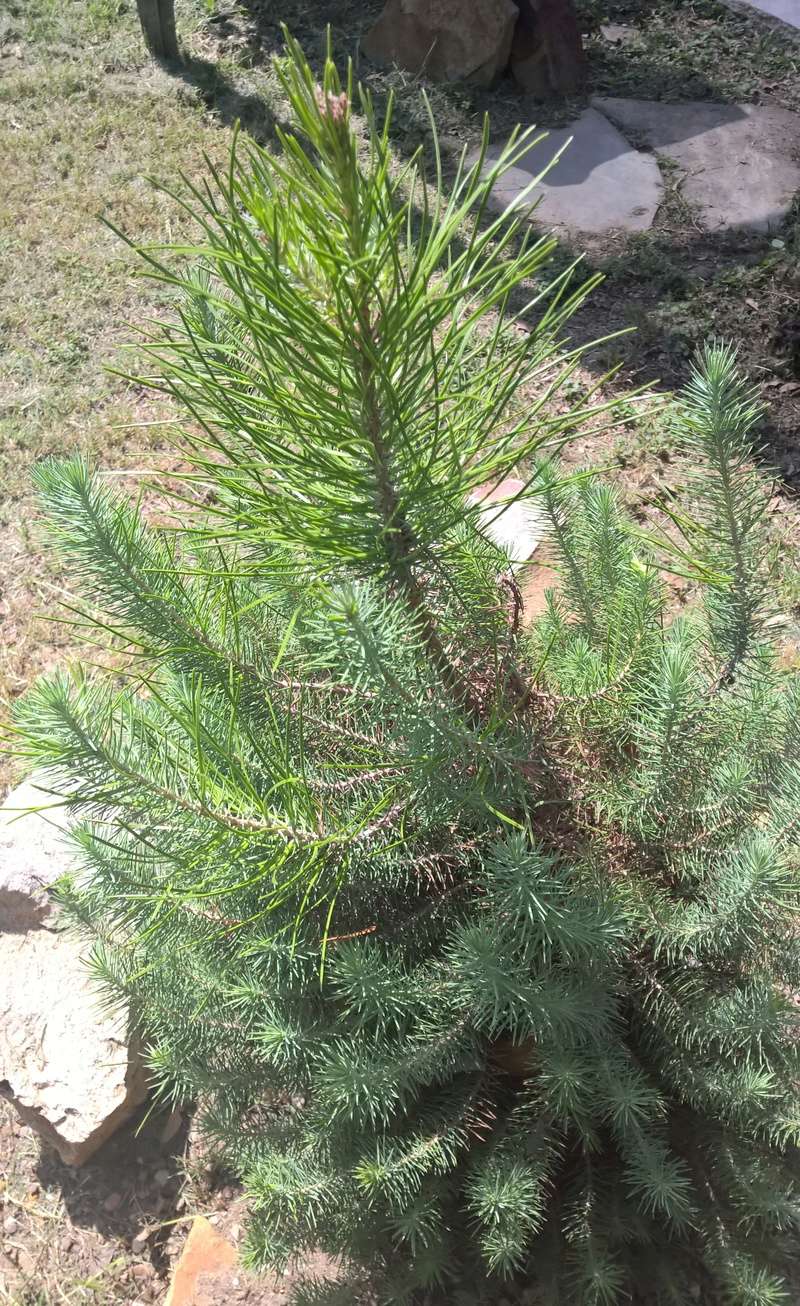 Picea glauca or Pinus Thunbergii Wp_20122