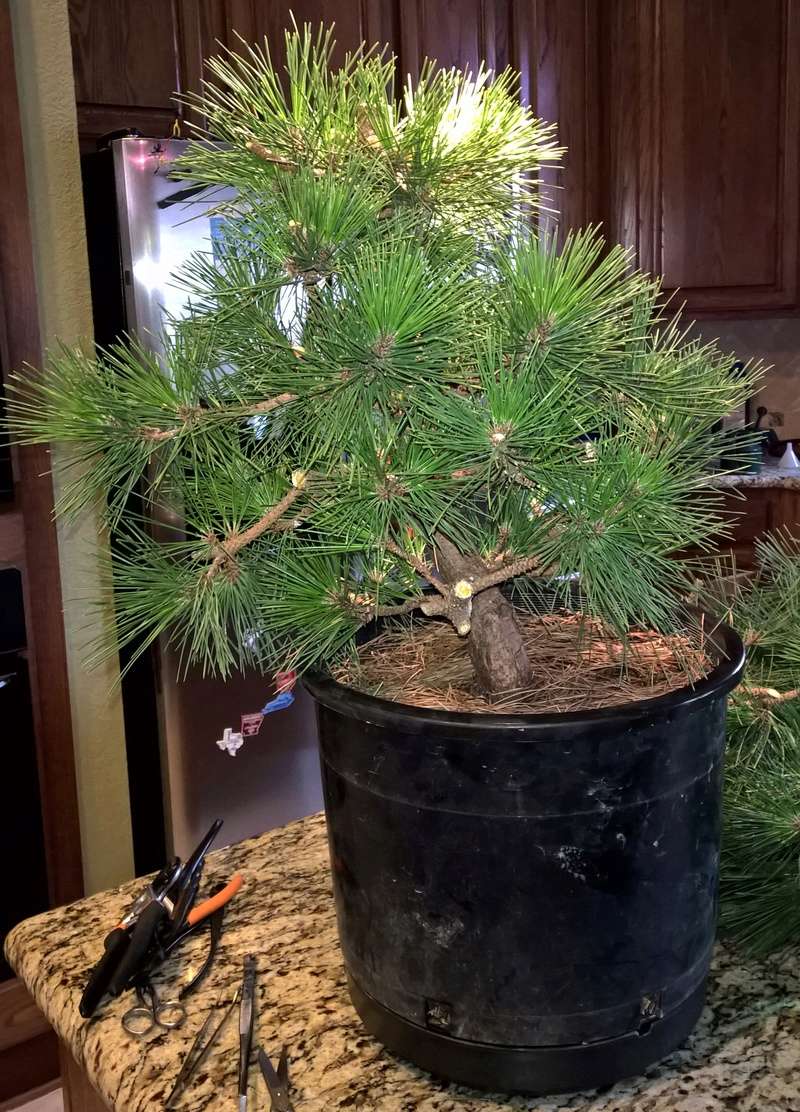 Pinus thunbergii 'Thunderhead' progression Wp_20126