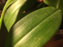 Soll ich mir Sorgen um meine Sedirea japonica x Vandopsis parishi machen? Img_5969