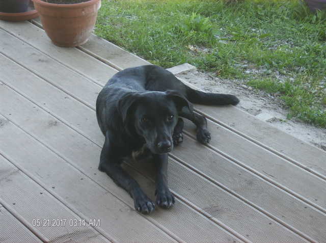 MAX (Labrador noir) - Page 2 Hpim1112