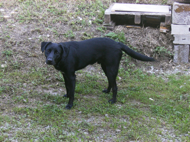 MAX (Labrador noir) - Page 2 Hpim1217