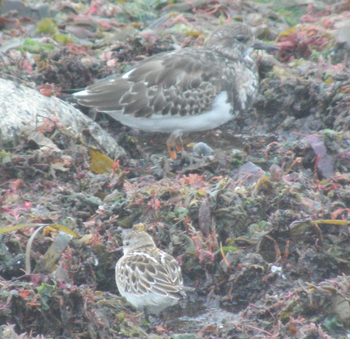 Calidris minuta Pa051010