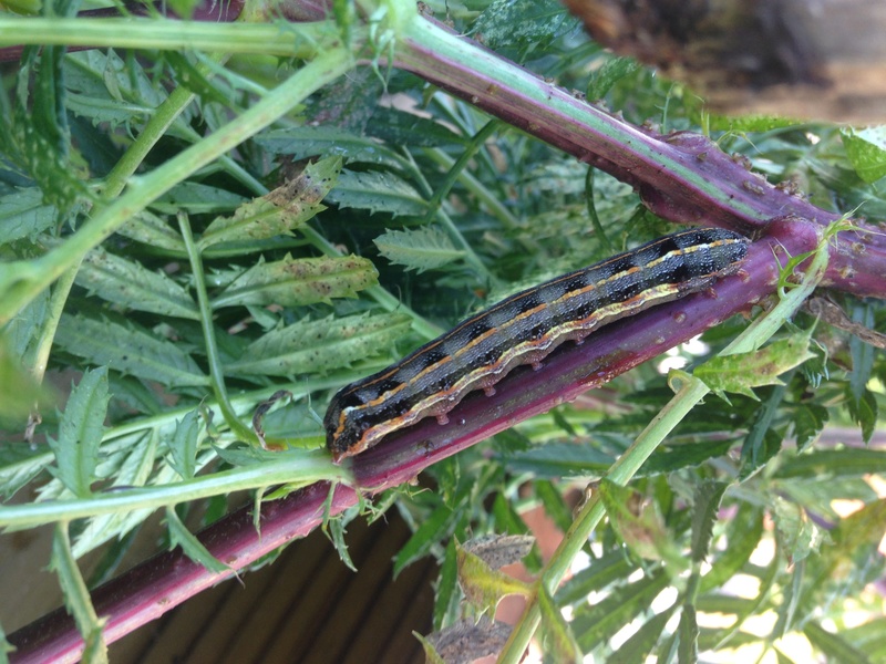 Caterpillars -Armyworm? Img_6110