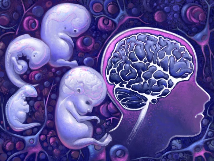 Сознание и внутриутробное развитие Brain_10