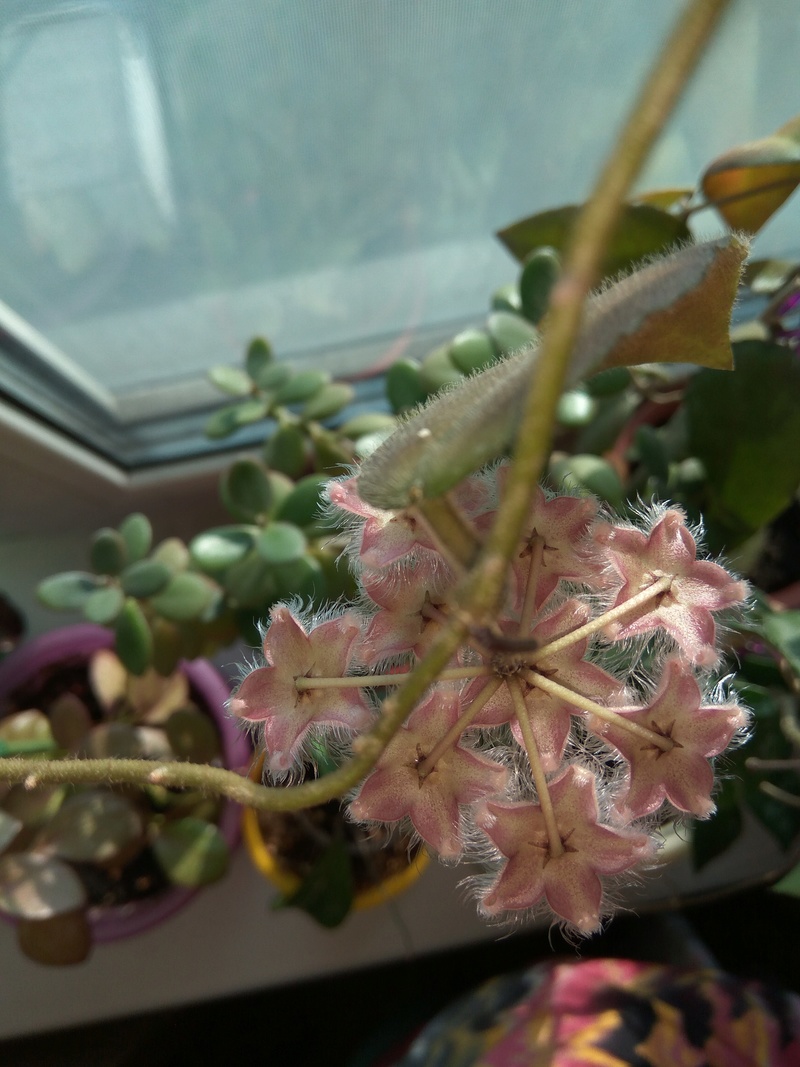 Hoya phuwuaensis SP Phu Wua
