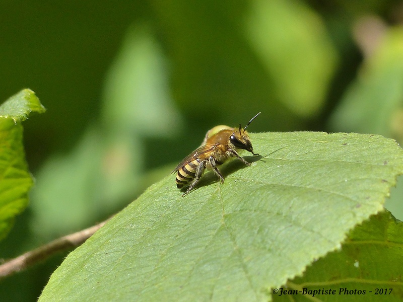 Abeille solitaire- Colletes hederae P1810511