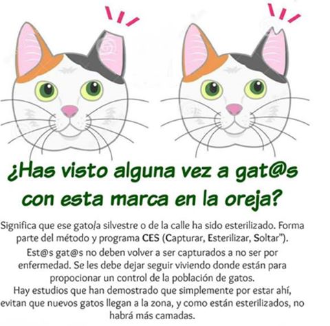 La Vila Joiosa destina 9.000 euros a la esterilización de gatos sin propietario en el municipio 20479910