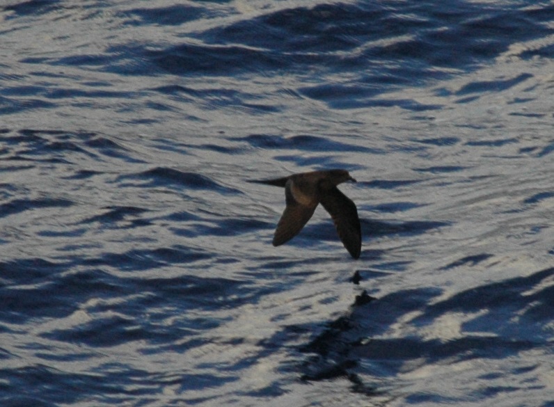 Pedido de ID - Marinhas - Travessia Funchal Porto Santo 27 agosto 2017 Dsc_1812