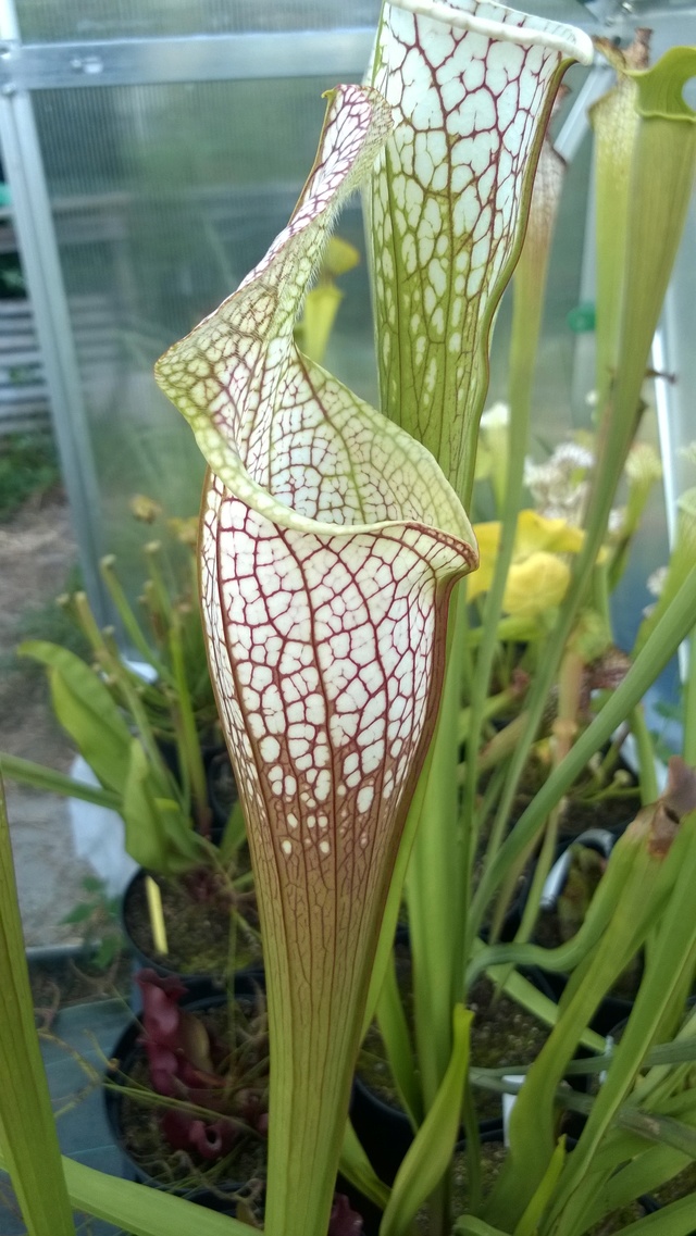 Mes Sarracenia - Page 3 Wp_20182