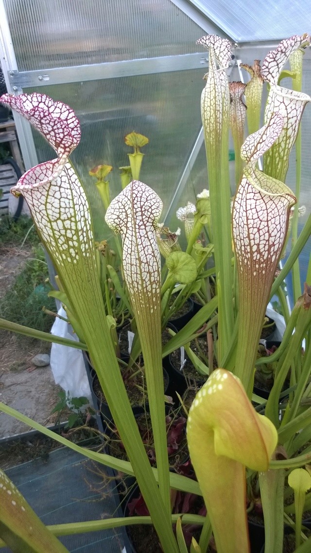 Mes Sarracenia - Page 3 Wp_20183