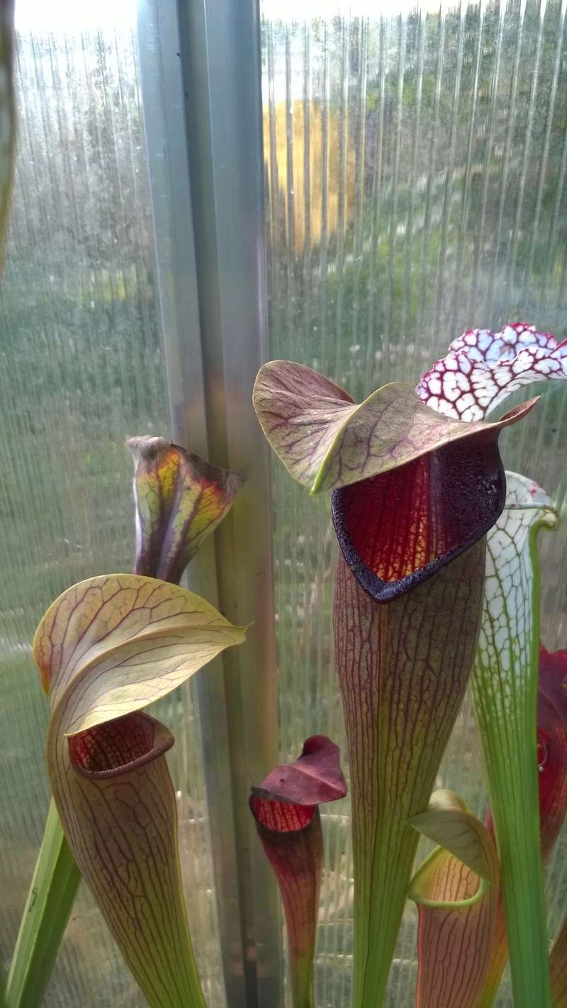 Mes Sarracenia - Page 5 Wp_20225