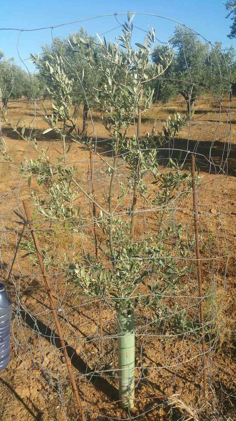 Olivo joven con escasa brotación (Ciudad Real) 110