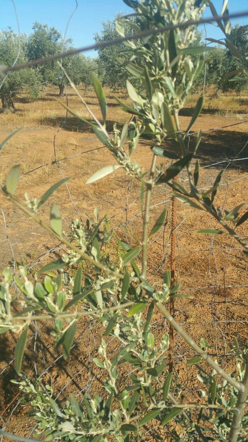 Olivo joven con escasa brotación (Ciudad Real) 210