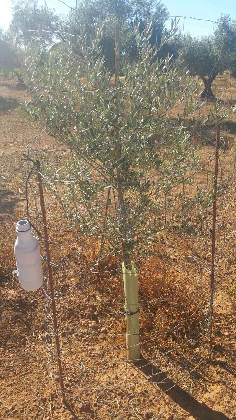 Olivo joven con escasa brotación (Ciudad Real) 310