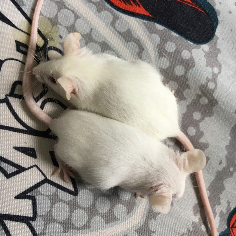 Two new mousie babies! Mice_410