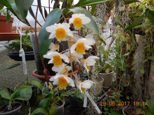 Dendrobium  Npqo10