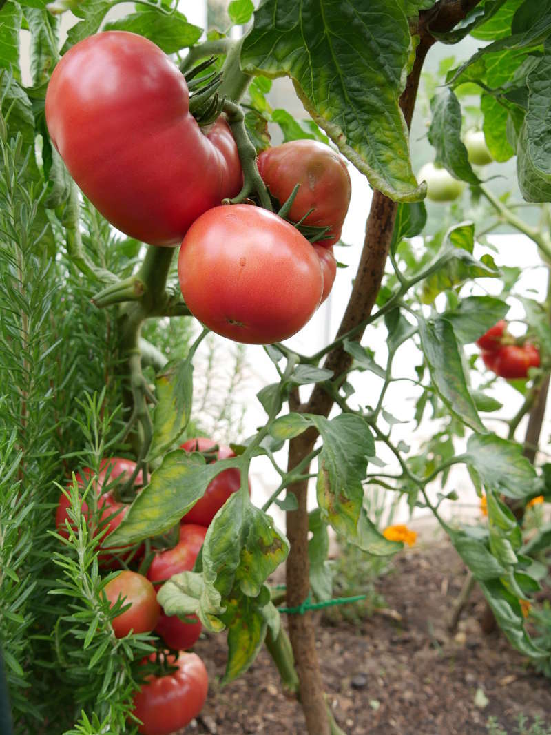 Le potager de Fredouille - Page 3 P1010425