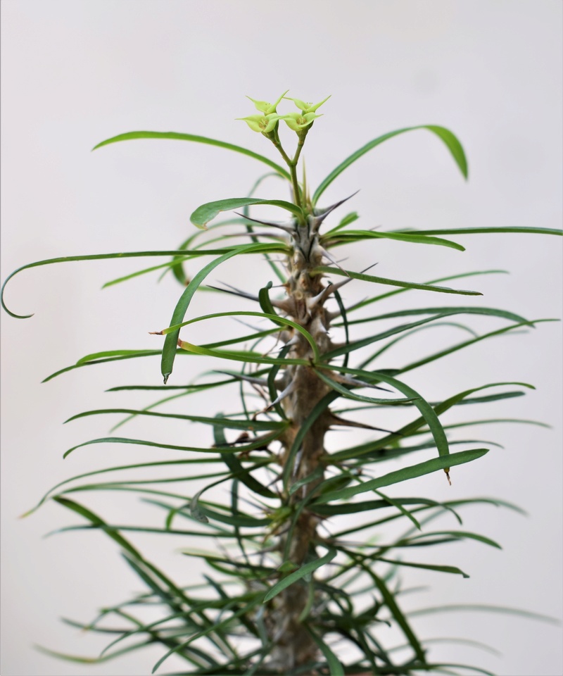 Euphorbia brachyphylla Euphor10