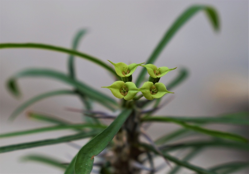 Euphorbia brachyphylla Euphor11