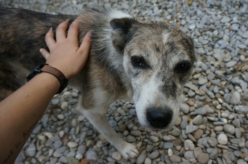 RIFA, XBERGER, née ??? (TAMARA CLINIQUE) GENTILLE LOULOUTE HANDICAPEE D'UNE PATTE 20862210