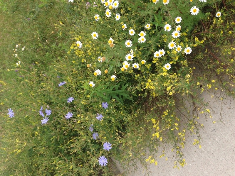 Wildflowers or weeds? Img_6224