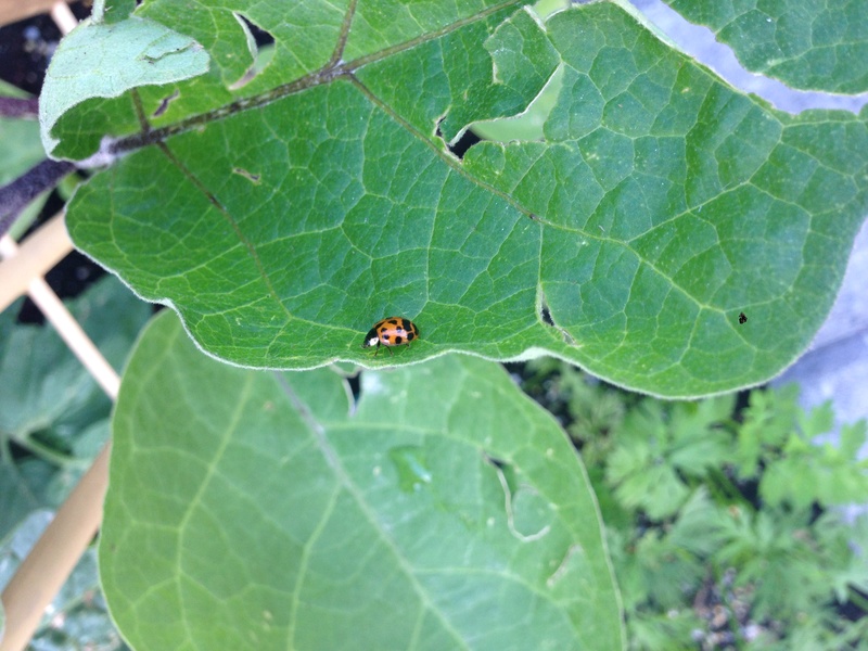 Acquired a Ladybug During a Walk! Img_6225