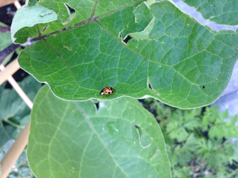 Acquired a Ladybug During a Walk! Img_6225