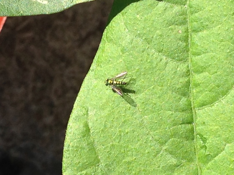 Beneficial, Neutral, or Pest? Img_6227