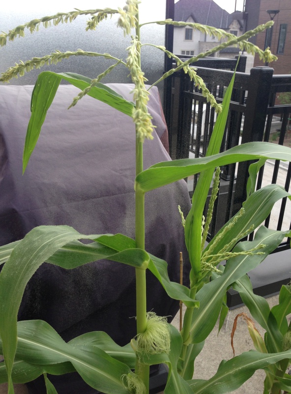 Garlic - growing corn - Page 5 Img_6232