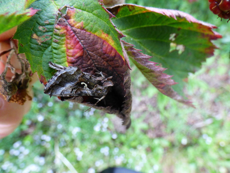 [Autographa gamma] identification papillons P1030412