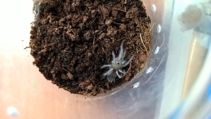 Смерть Brachypelma vagans L3 Wp_20124