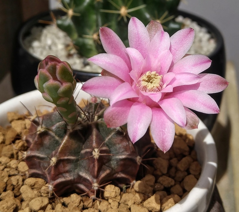 Floraison gymnocalycium. 20170610